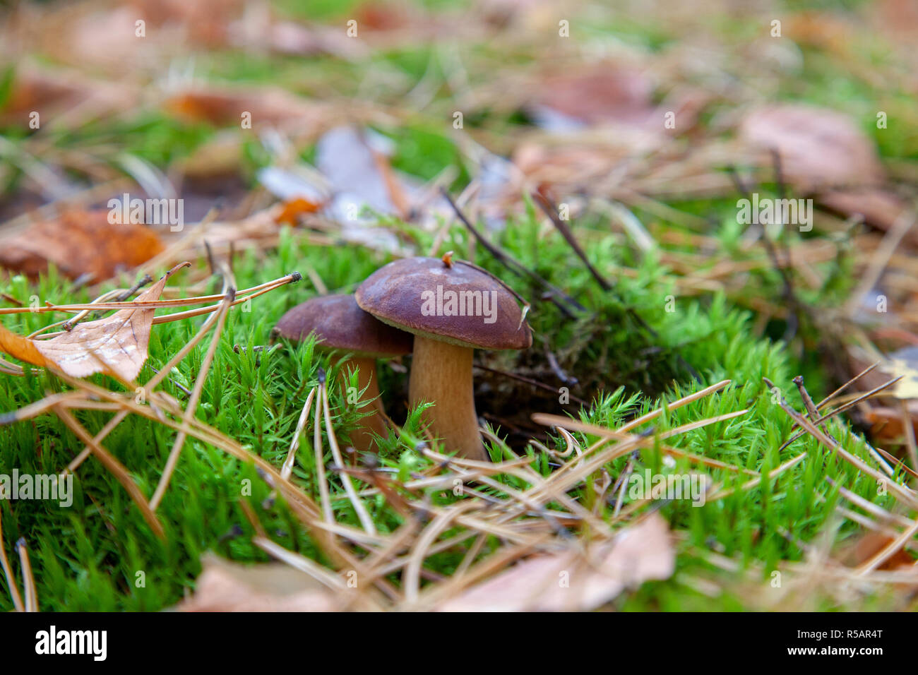 Champignons sauvages comestibles de couleur marron avec de plus en plus parmi les mousses et les aiguilles de pin dans un automne forêt de pins. Bay bolet connu comme imleria badia ou bolet Banque D'Images