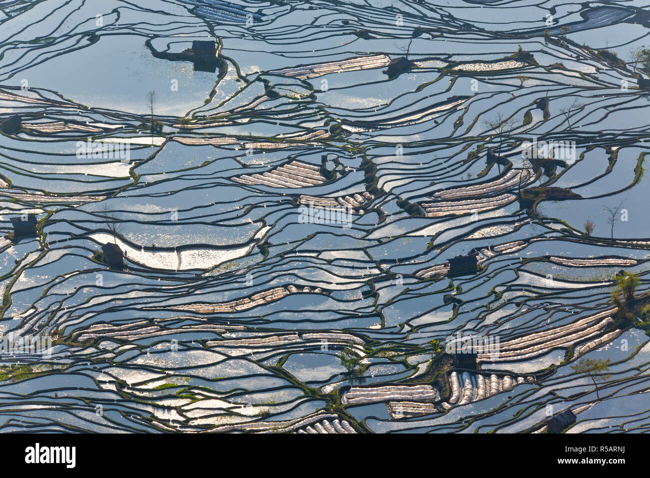 Réflexions de l'eau remplie des terrasses de riz, Yuanyang County, Honghe, Province du Yunnan, Chine Banque D'Images