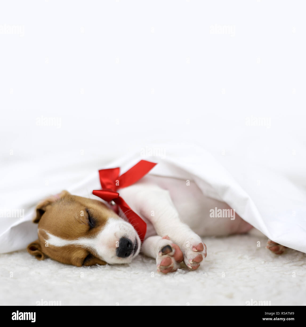 Jack Russel chiot avec arc rouge portant sur le lit blanc. Concept de Noël Banque D'Images