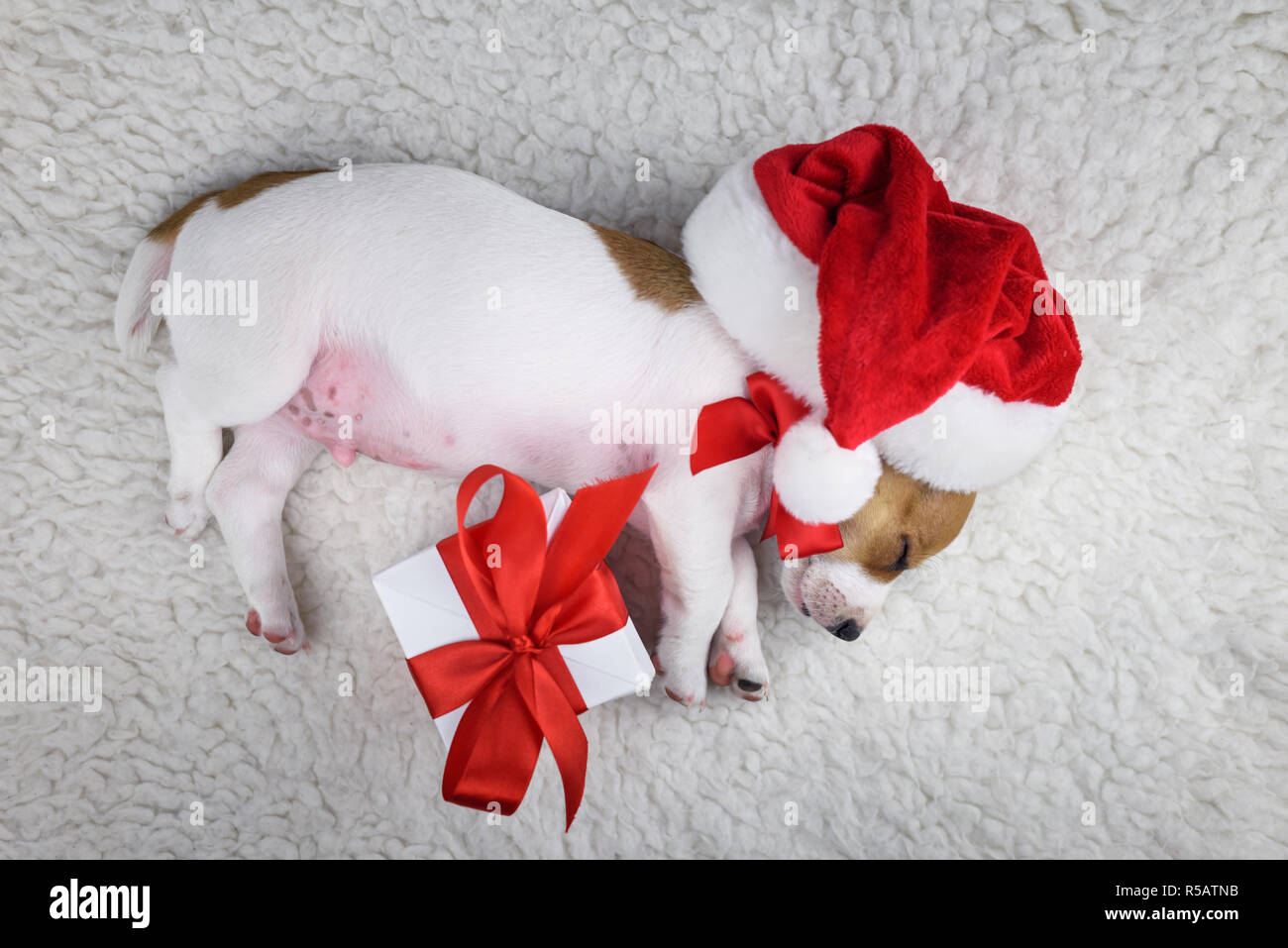 Jack Russel chiot avec arc rouge et boîte-cadeau sur le lit blanc. Concept de Noël Banque D'Images