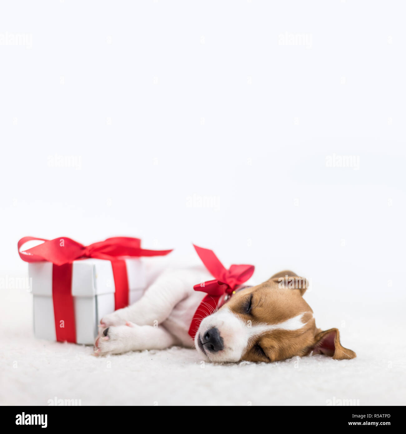Jack Russel chiot avec arc rouge et boîte-cadeau sur le lit blanc. Concept de Noël Banque D'Images