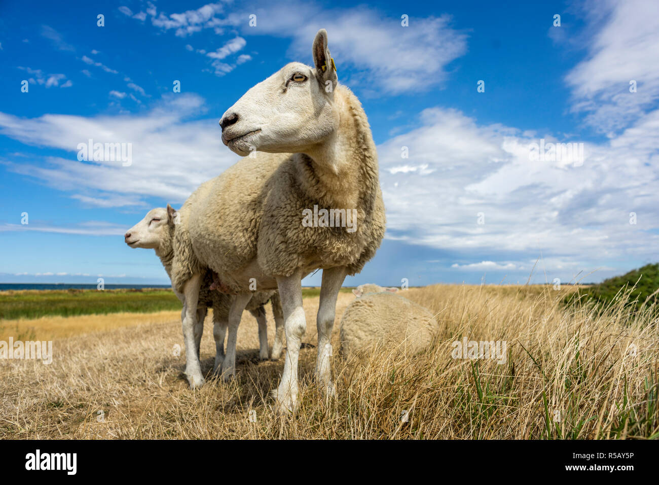 Moutons sur la digue sur l'île de Fehmarn, Allemagne Banque D'Images