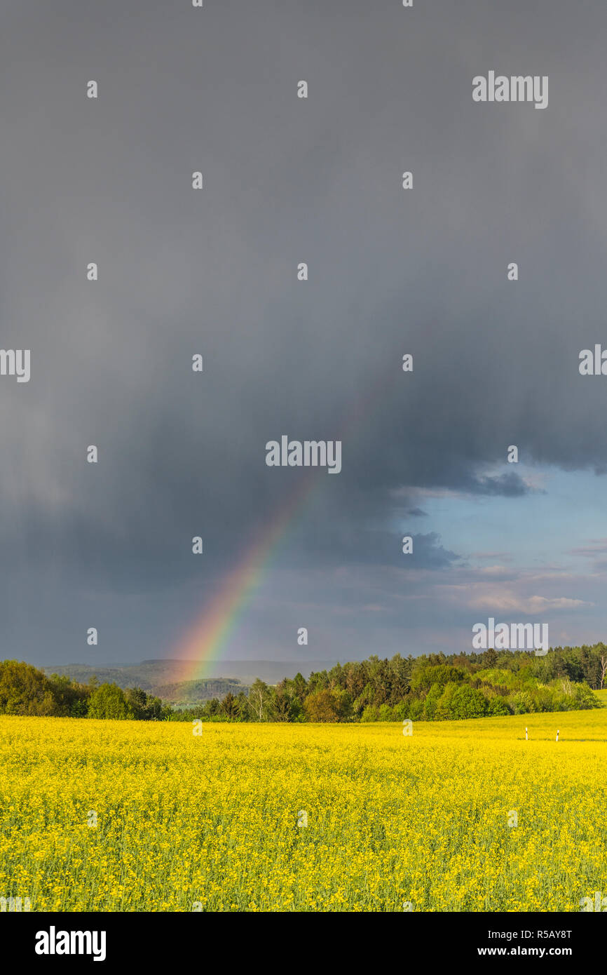 Les nuages de tempête et arc-en-ciel sur un champ de colza, orages, Thuringe, Allemagne Banque D'Images
