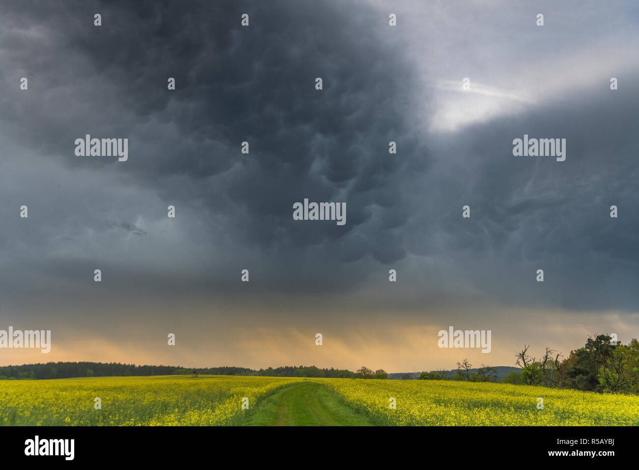 Mammatus nuages sur un champ de colza, orages, Thuringe, Allemagne Banque D'Images