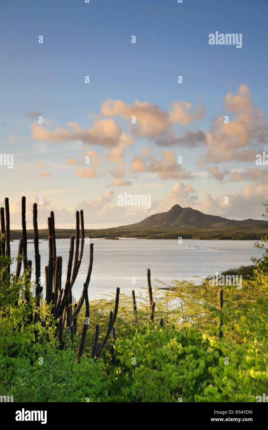 Caraïbes, Antilles néerlandaises, Bonaire, Washington Slagbaai National Park, les flamants roses dans le lac Gotomeer Banque D'Images