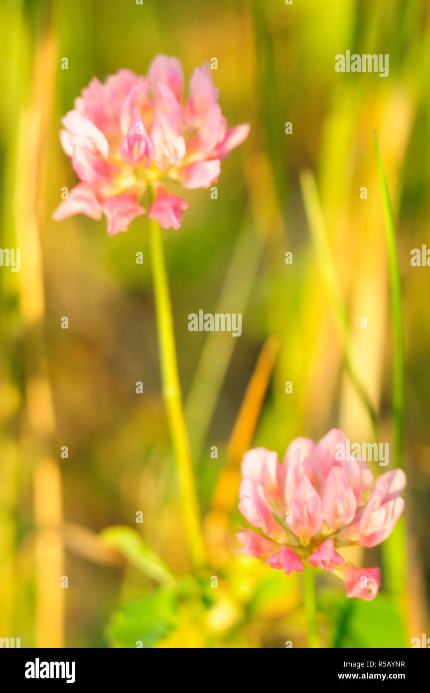 Magnifiques fleurs roses, macro et effets flous Banque D'Images