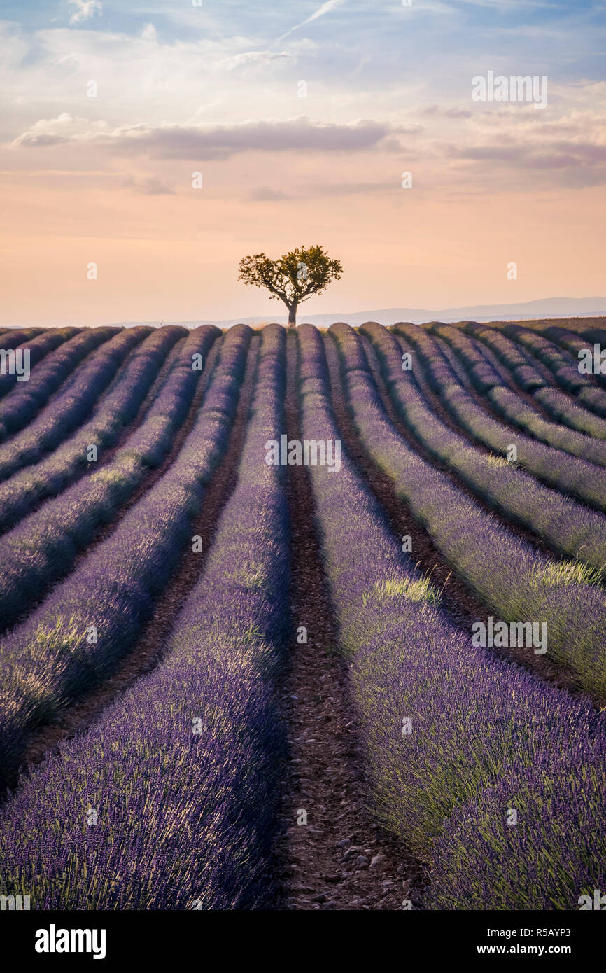 Champ de lavande à Valensole dans le coucher du soleil, Provence, Sud de France Banque D'Images