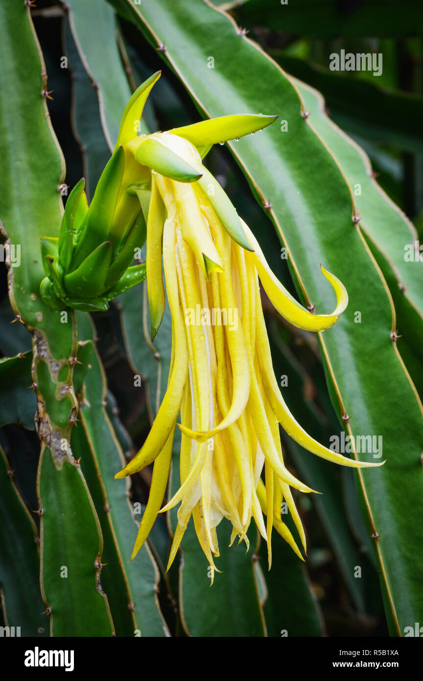 Fruit du dragon / arbre plante fleur jaune du fruit du dragon dans le jardin de fruits tropicaux Banque D'Images