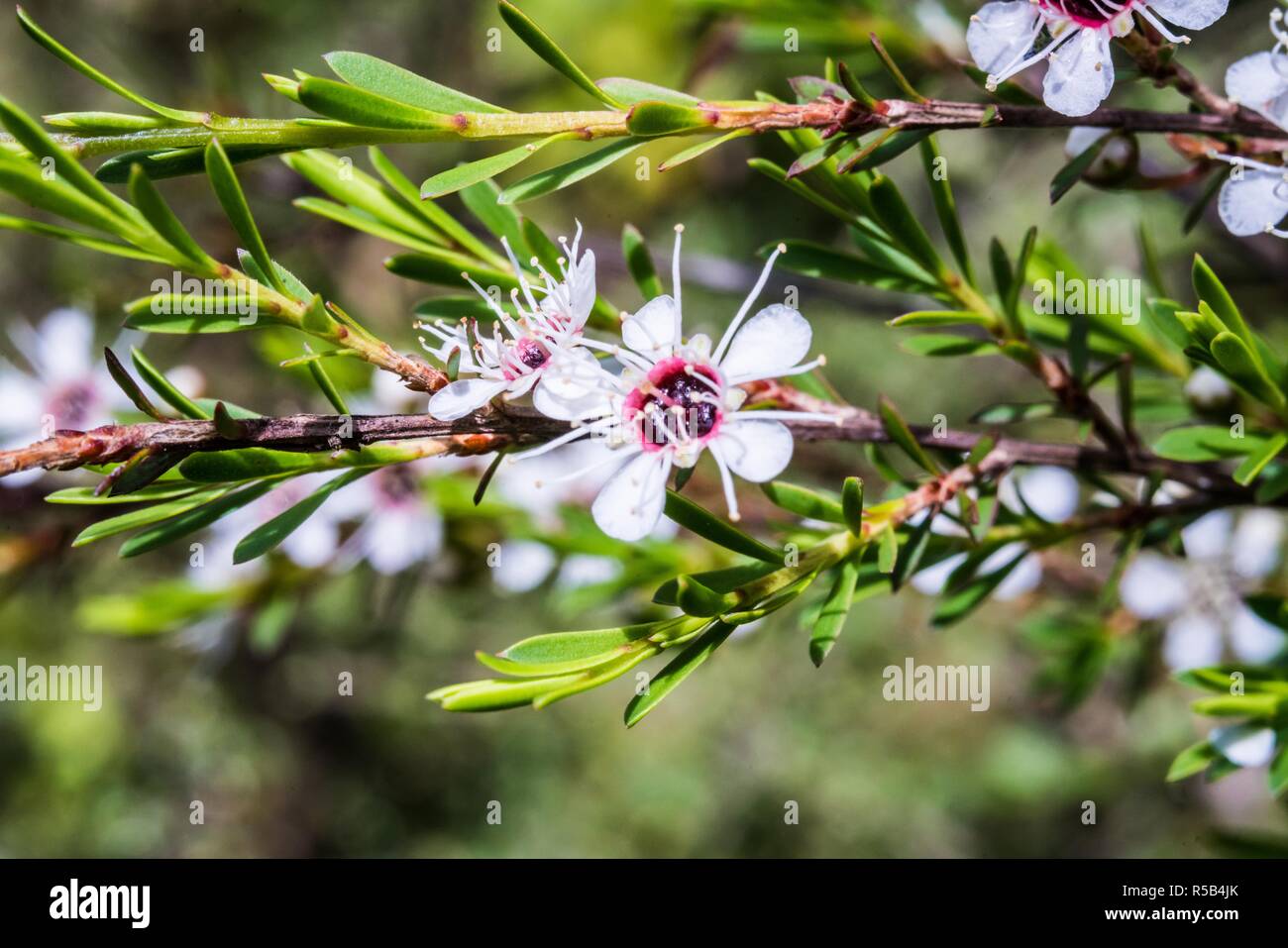 Les feuilles et les fleurs de manuka (Leptospermum scoparium). Banque D'Images