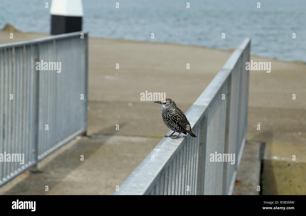 Starling unique debout sur rambarde. Banque D'Images