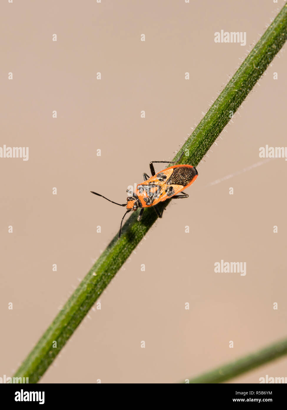 Un bug de cannelle (Corizus hyoscyami) autrement appelé un bug squash noir et rouge reposant sur une tige dans les Midlands, Royaume-Uni Banque D'Images