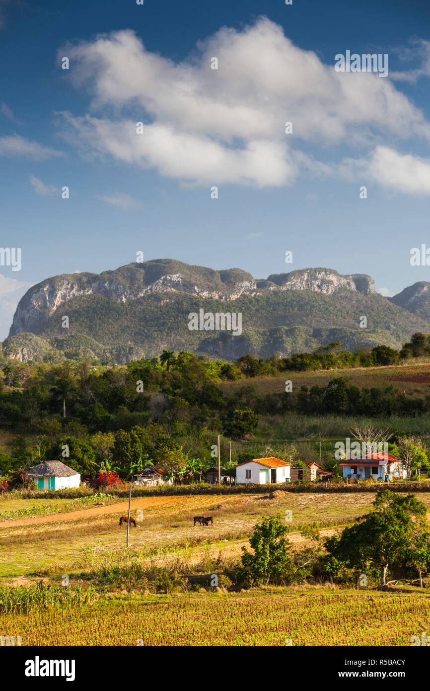 Cuba, province de Pinar del Rio, Vinales, Vallée de Vinales Banque D'Images
