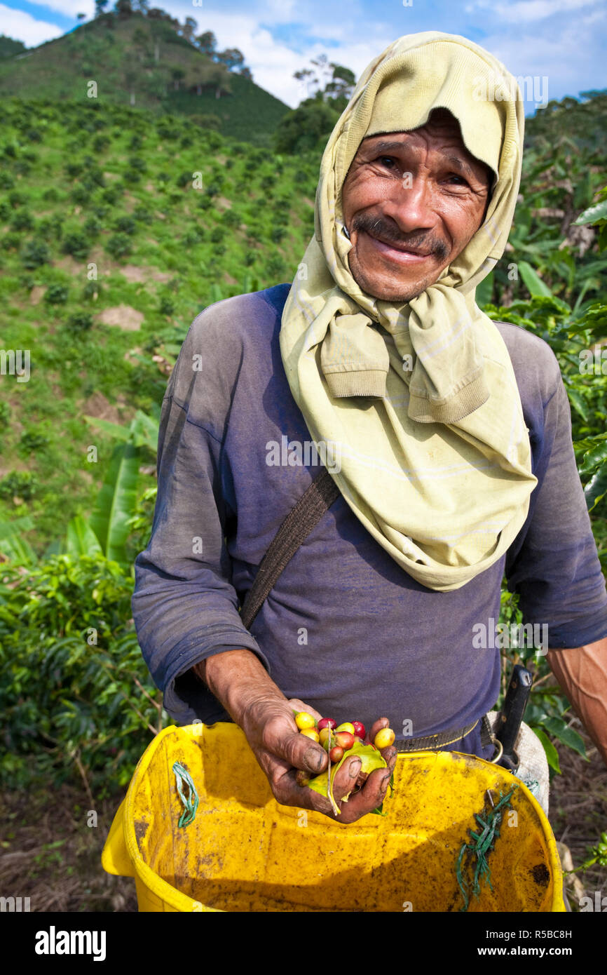 La Colombie, Caldas, Manizales, Chinchina, Hacienda de Guayabal, cueilleurs de café grains de café préparation Banque D'Images La Colombie, Caldas, Manizales, Chinchina, Hacienda de Guayabal, cueilleurs de café grains de café préparation Banque D'Images