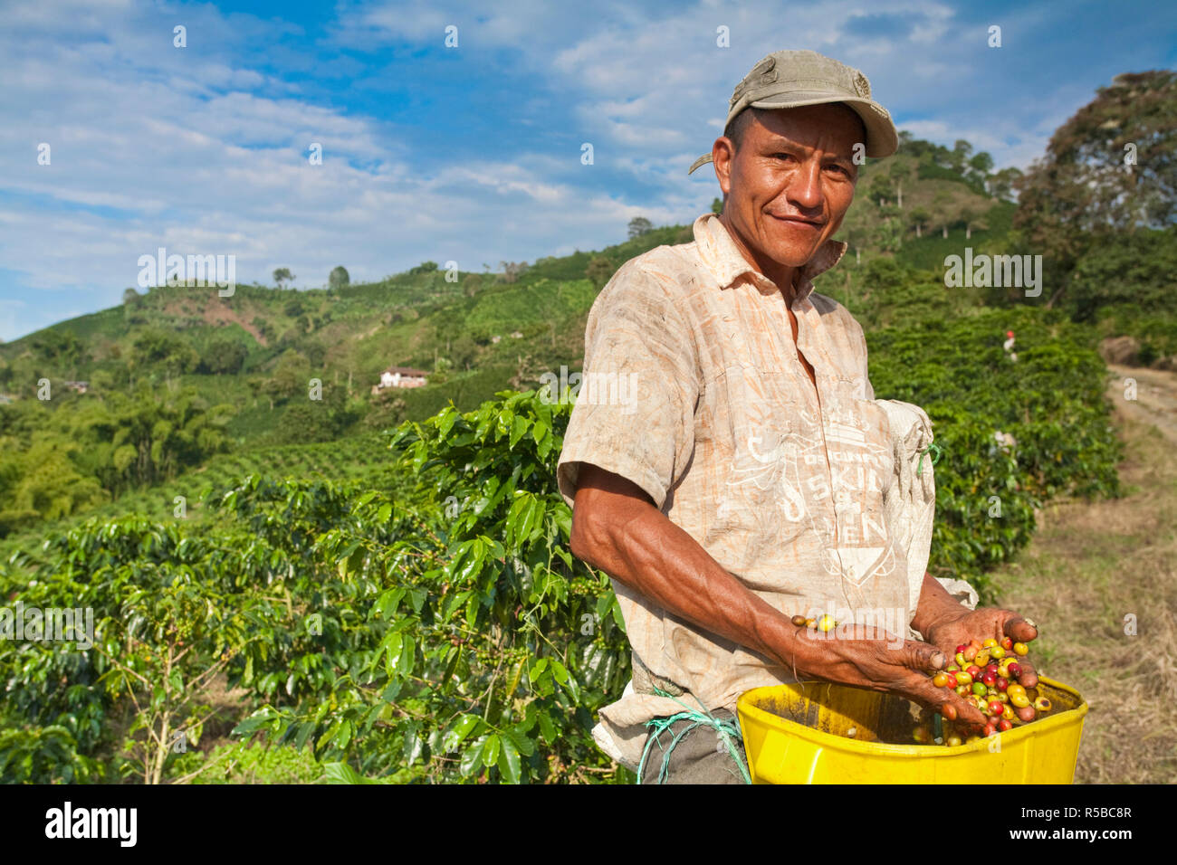 La Colombie, Caldas, Manizales, Chinchina, Hacienda de Guayabal, cueilleurs de café grains de café préparation Banque D'Images La Colombie, Caldas, Manizales, Chinchina, Hacienda de Guayabal, cueilleurs de café grains de café préparation Banque D'Images