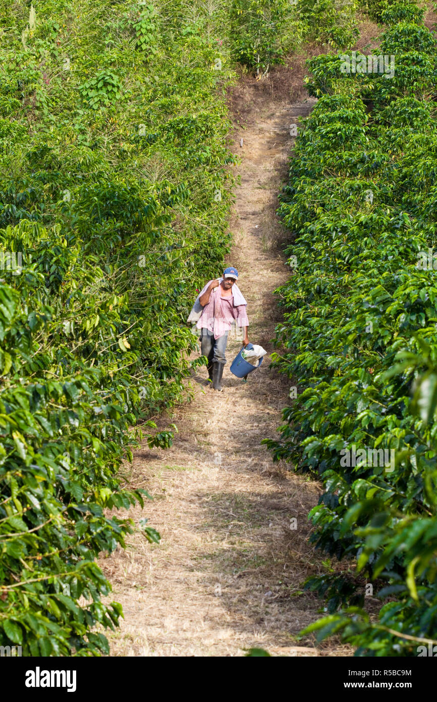 La Colombie, Caldas, Manizales, Chinchina, Hacienda de Guayabal, cueilleurs de café retour à l'Hacienda avec sacs de grains de café qui seront pesés afin de déterminer leur salaire journalier Banque D'Images La Colombie, Caldas, Manizales, Chinchina, Hacienda de Guayabal, cueilleurs de café retour à l'Hacienda avec sacs de grains de café qui seront pesés afin de déterminer leur salaire journalier Banque D'Images
