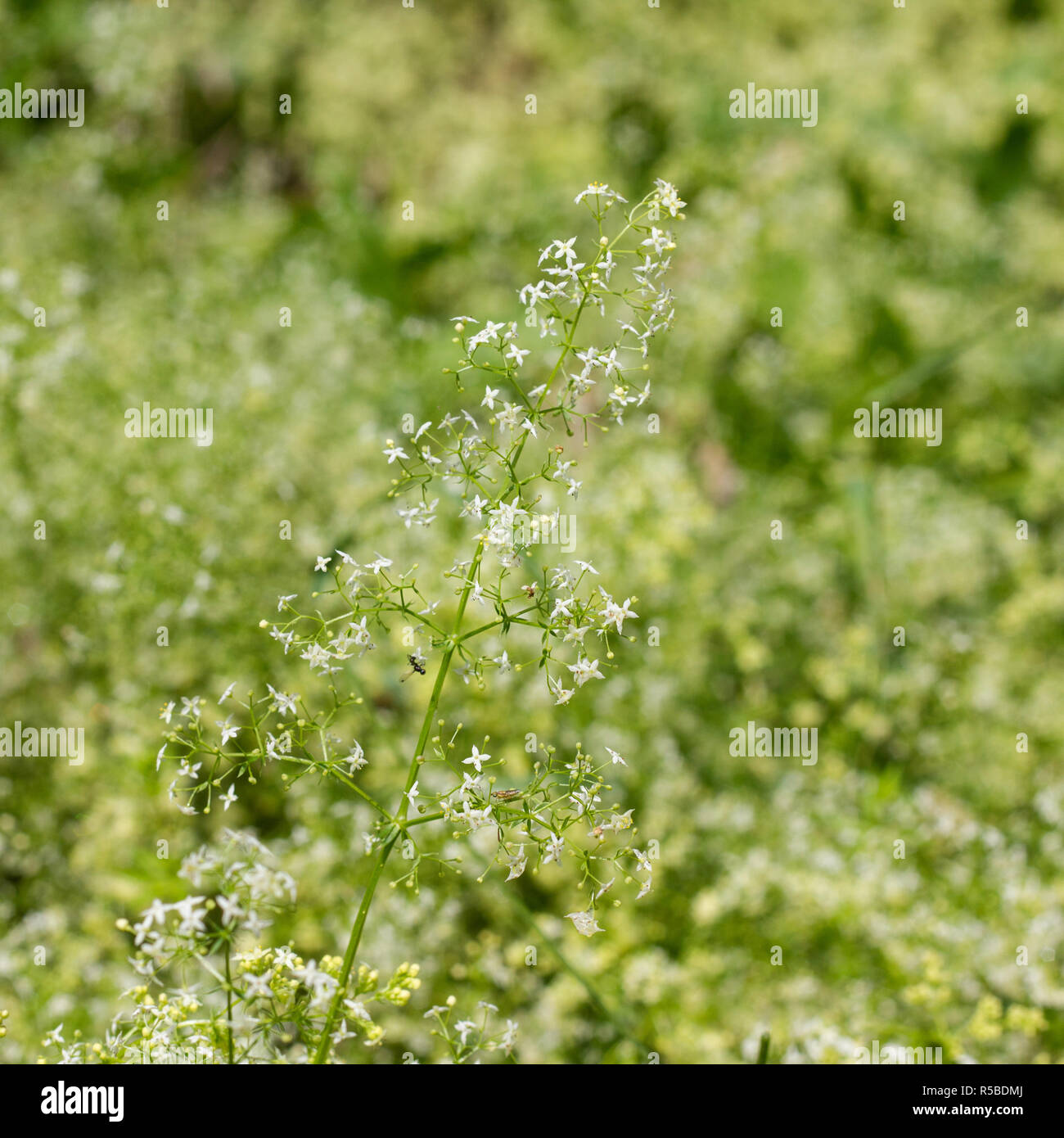 Prairie avec couverture à fleurs le gaillet Banque D'Images