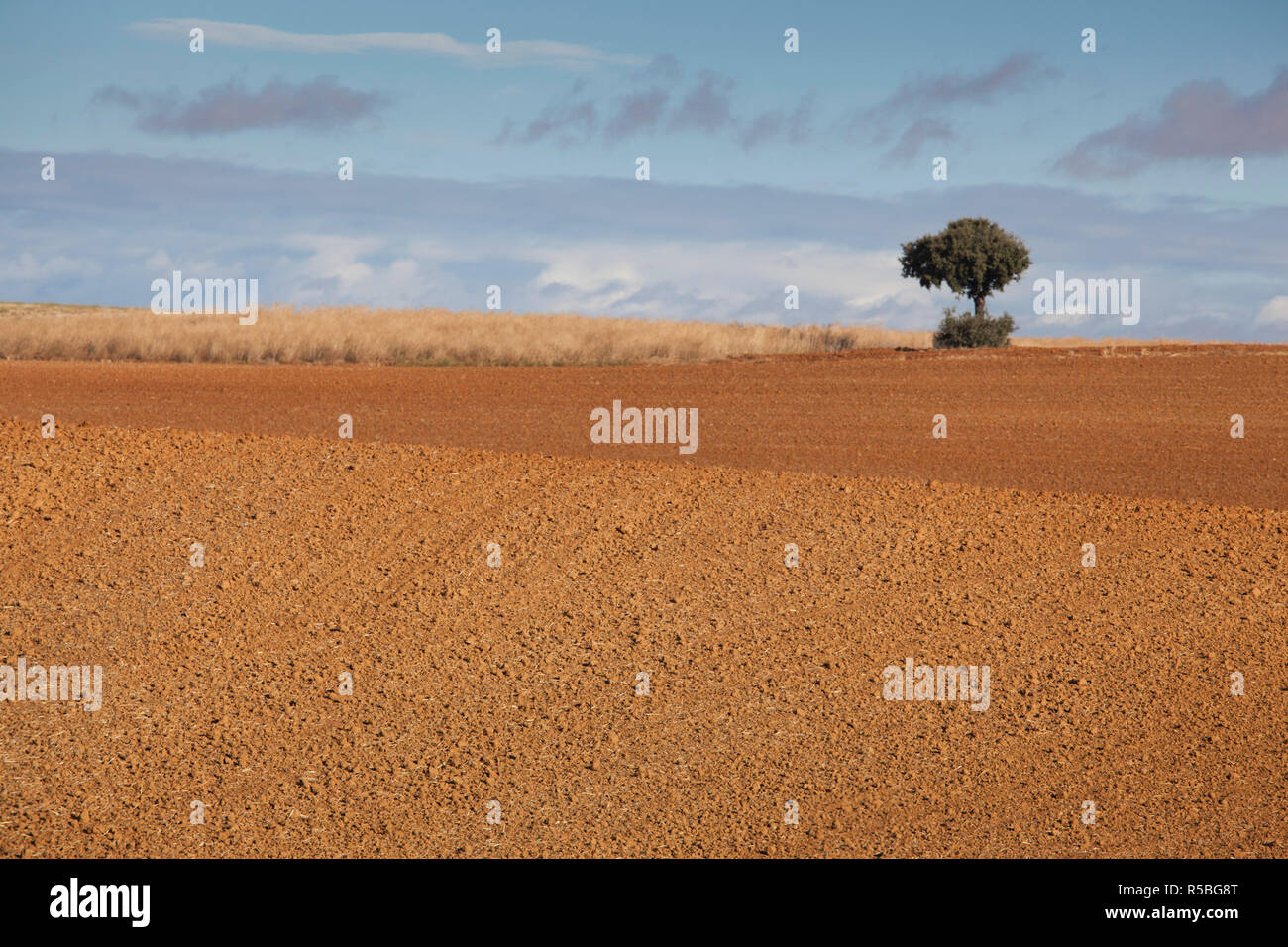 L'Espagne, Castilla y Leon Région, province de Zamora, Benavente, terrain agricole à l'automne Banque D'Images