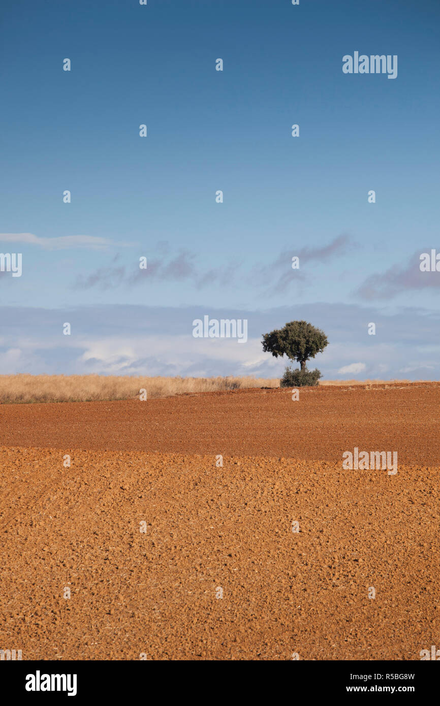 L'Espagne, Castilla y Leon Région, province de Zamora, Benavente, terrain agricole à l'automne Banque D'Images