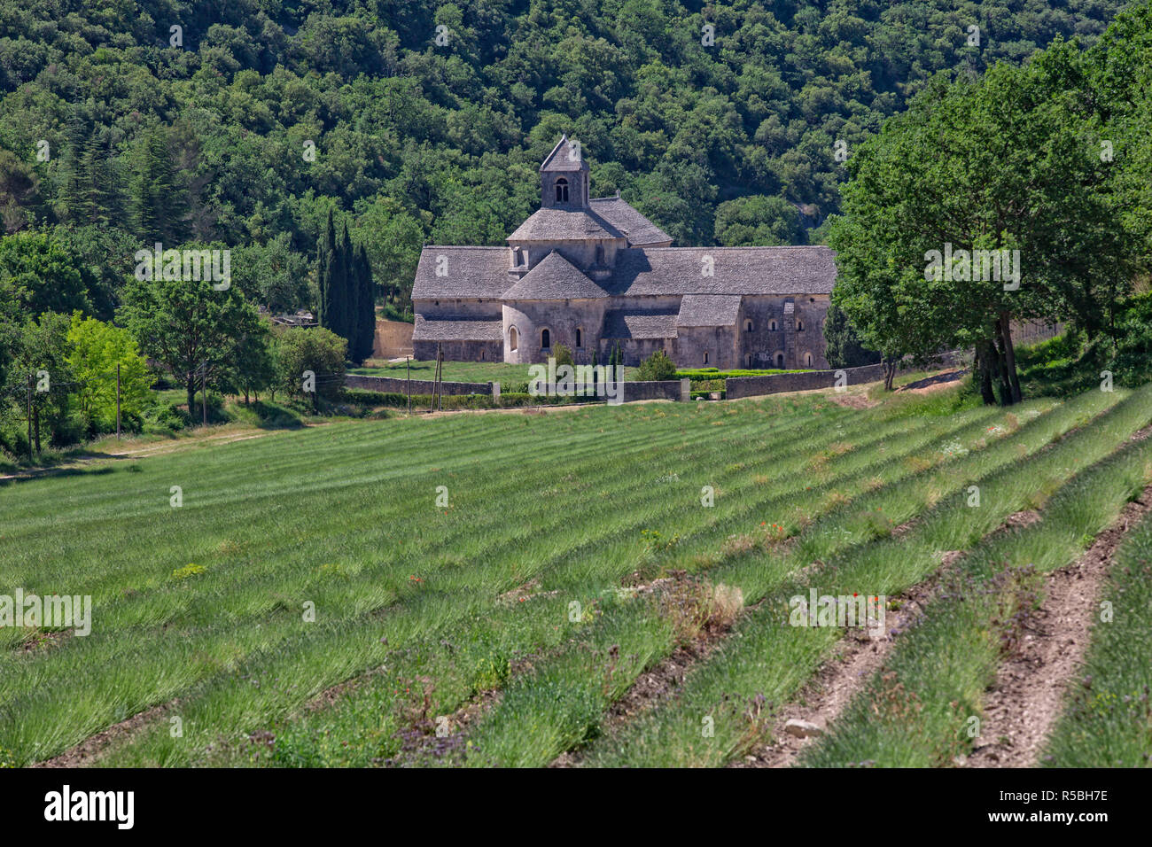 Champs de lavande à l'Abbaye de Sénanque, Gordes, Provence, Luberon, Vaucluse, France Banque D'Images