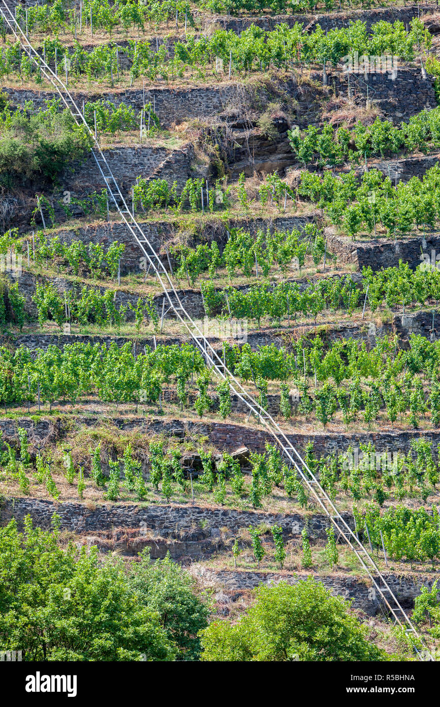 Oberfell, Allemagne. Vignobles en terrasses le long de la Moselle. Banque D'Images