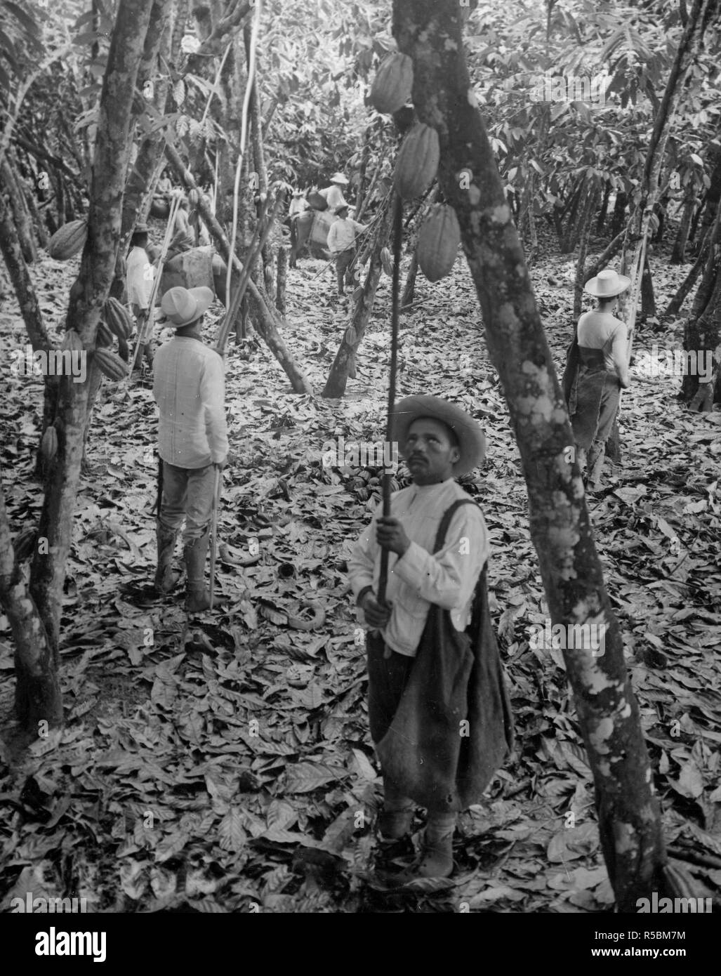 De Guerre - Industries - Bonbons À LA SOURCE DU CHOCOLAT. La récolte de fèves de cacao dans l'Equateur, au marché américain. Chaque module est rempli de haricots ca. 1918 Banque D'Images