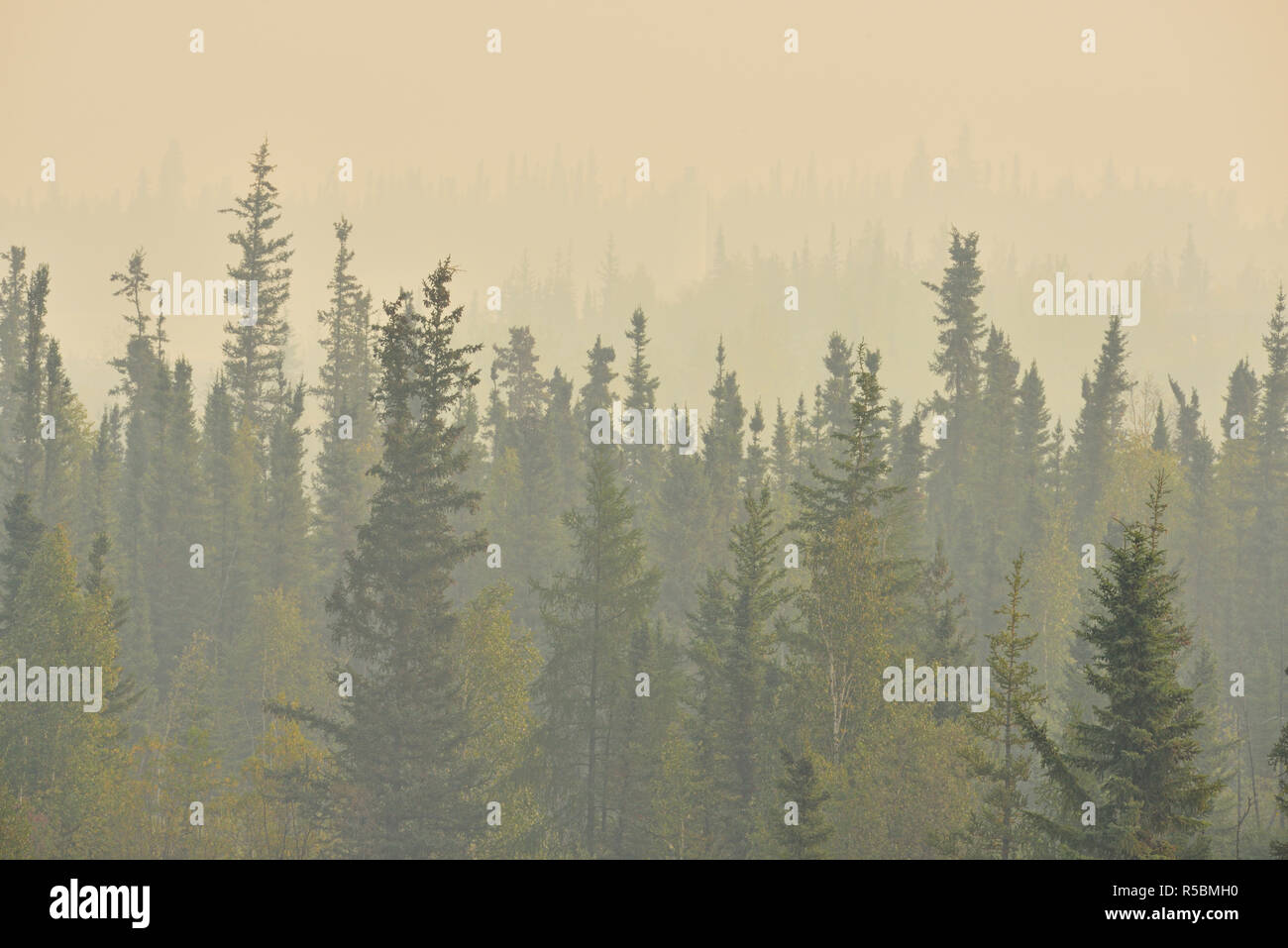Les épinettes boréales dans le smog, les incendies de forêt, Ingraham Trail Yellowknife, Territoires du Nord-Ouest, Canada Banque D'Images