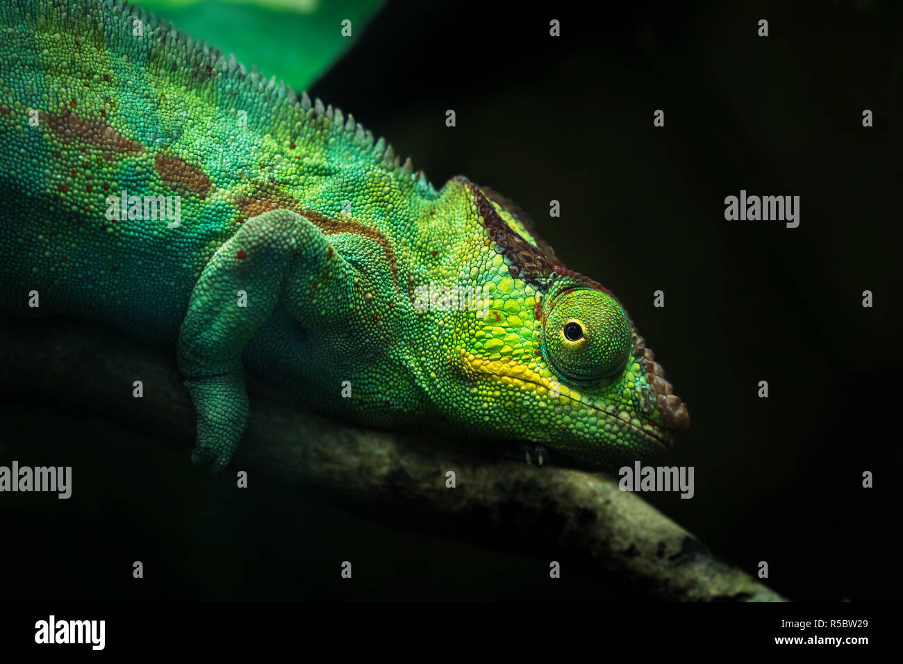 Close-up d'un caméléon vert sur une branche. Banque D'Images
