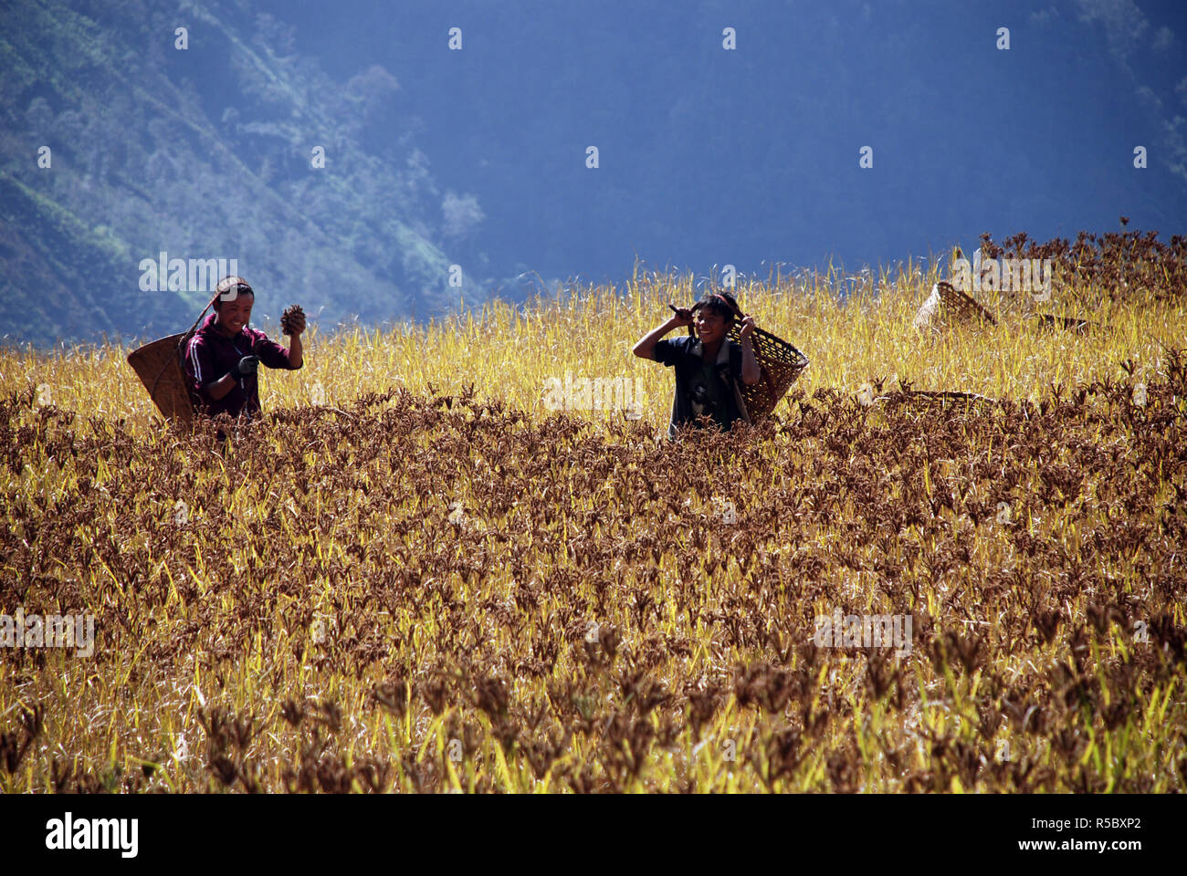 Les champs de récolte de mil dans le haut Himalaya du Népal Banque D'Images