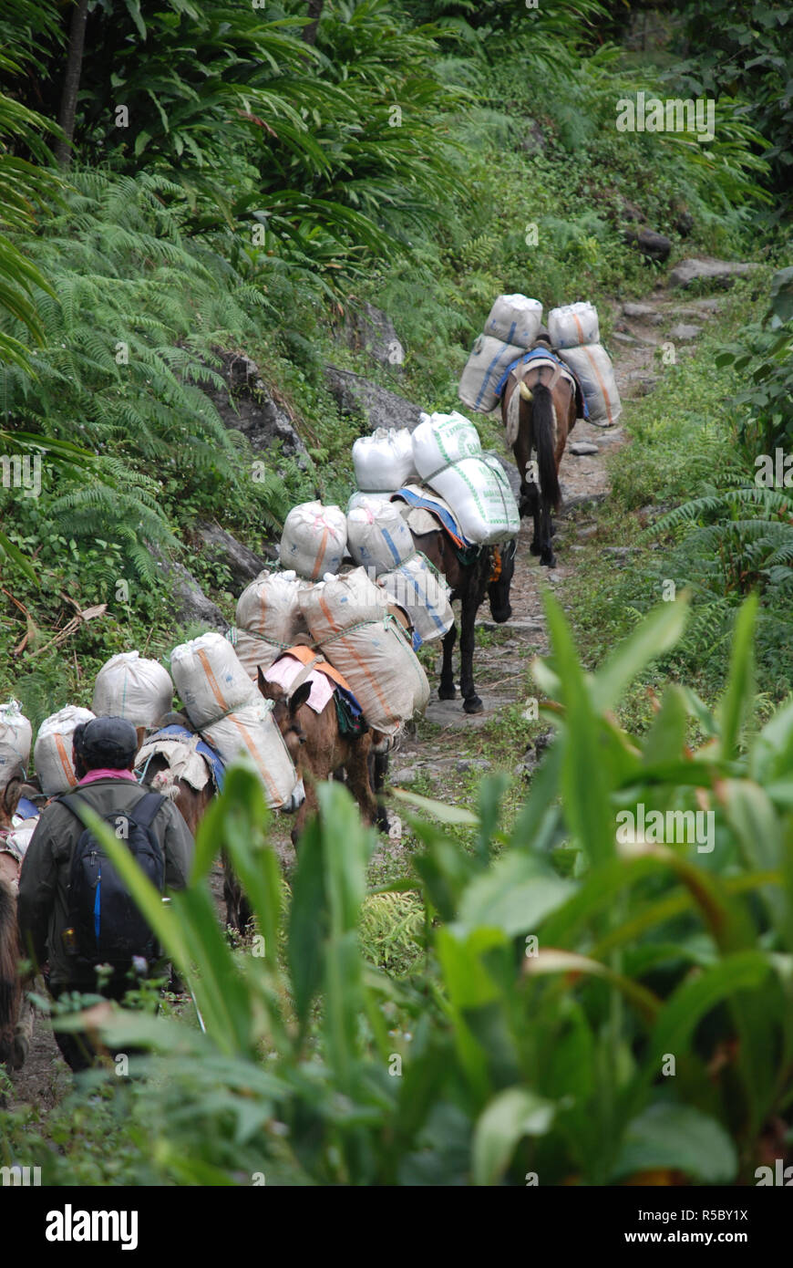 Chevaux sur un étroit sentier dans les forêts de l'Est du Népal Banque D'Images