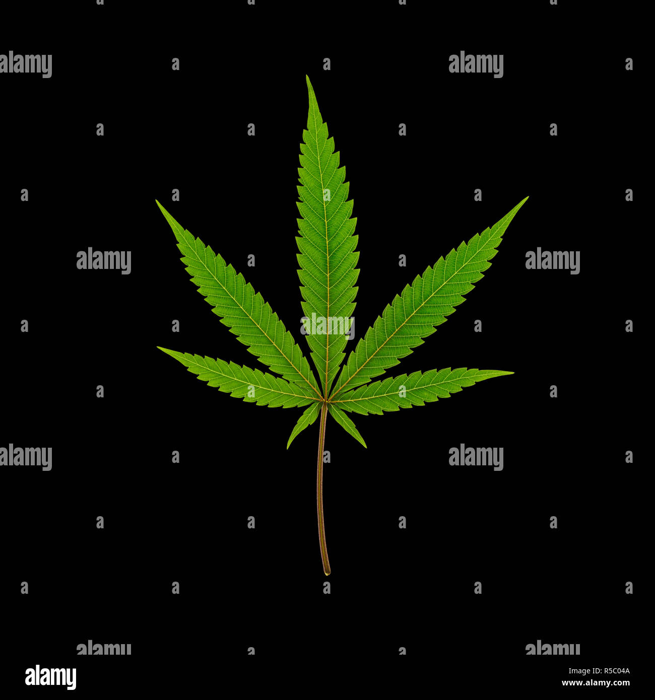 Feuille de Cannabis sativa Banque D'Images