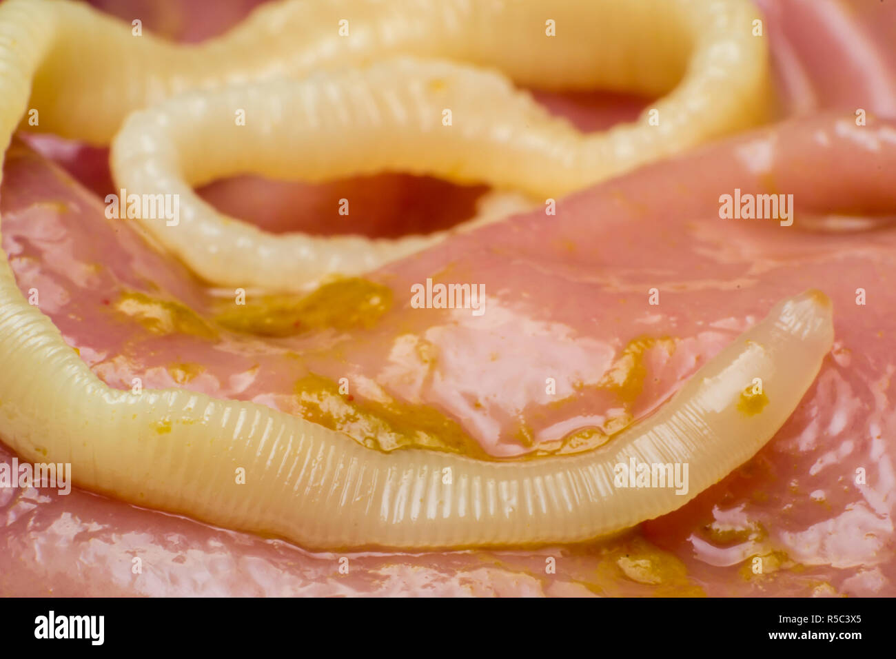 Ver A Ruban Banque D Image Et Photos Alamy Ver A Ruban Banque D Image Et Photos Alamy