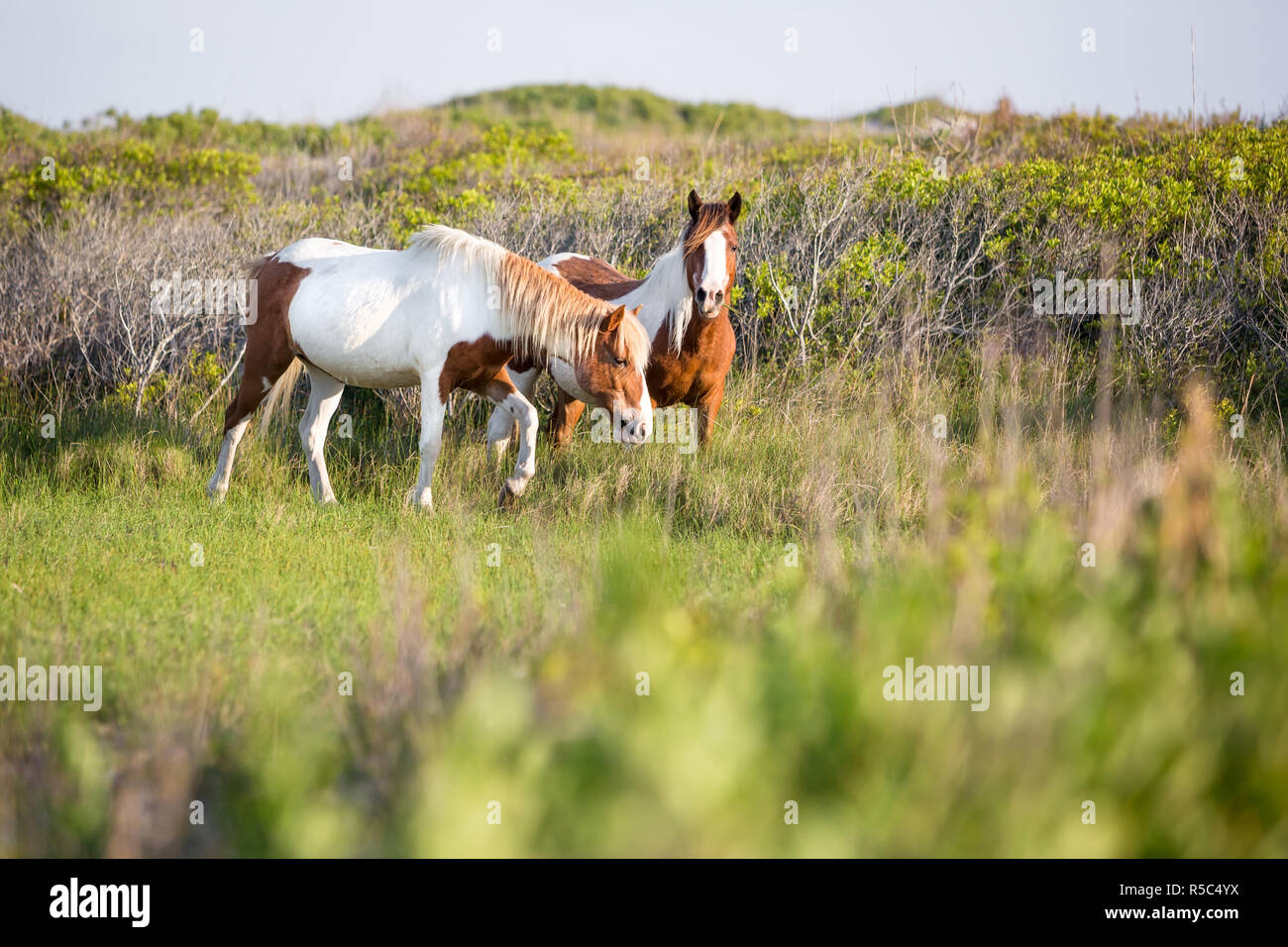 Une paire de poneys sauvages pinto nourriture au Assateague Island National Seashore, Maryland Banque D'Images