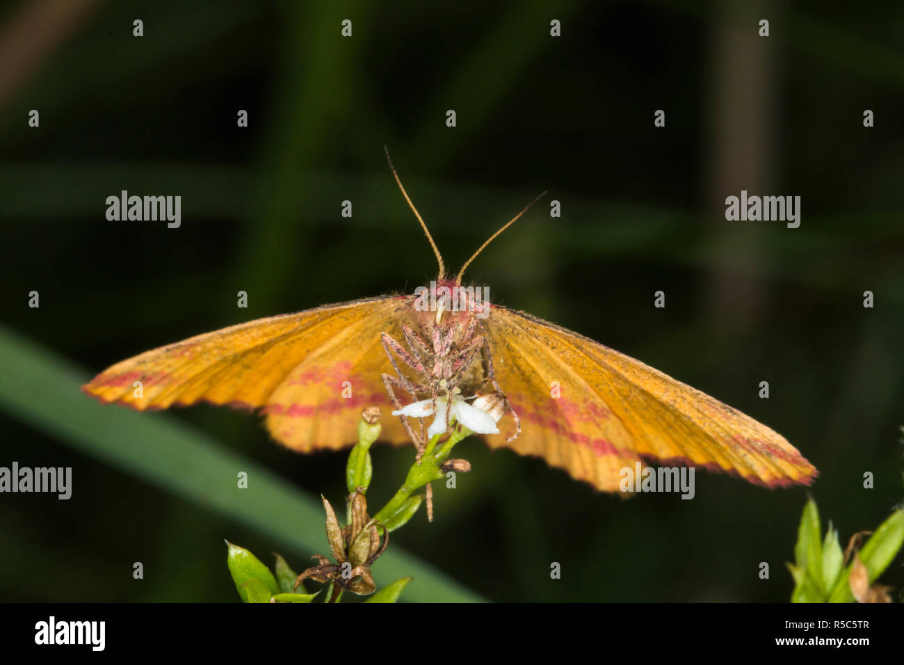 Docker (lythria cruentaria spider violet) Banque D'Images