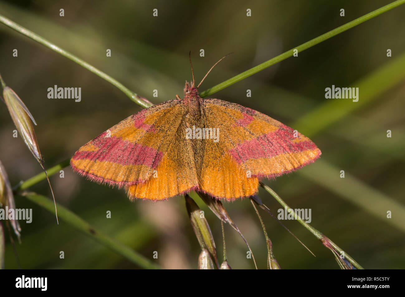 Docker (lythria cruentaria spider violet) Banque D'Images