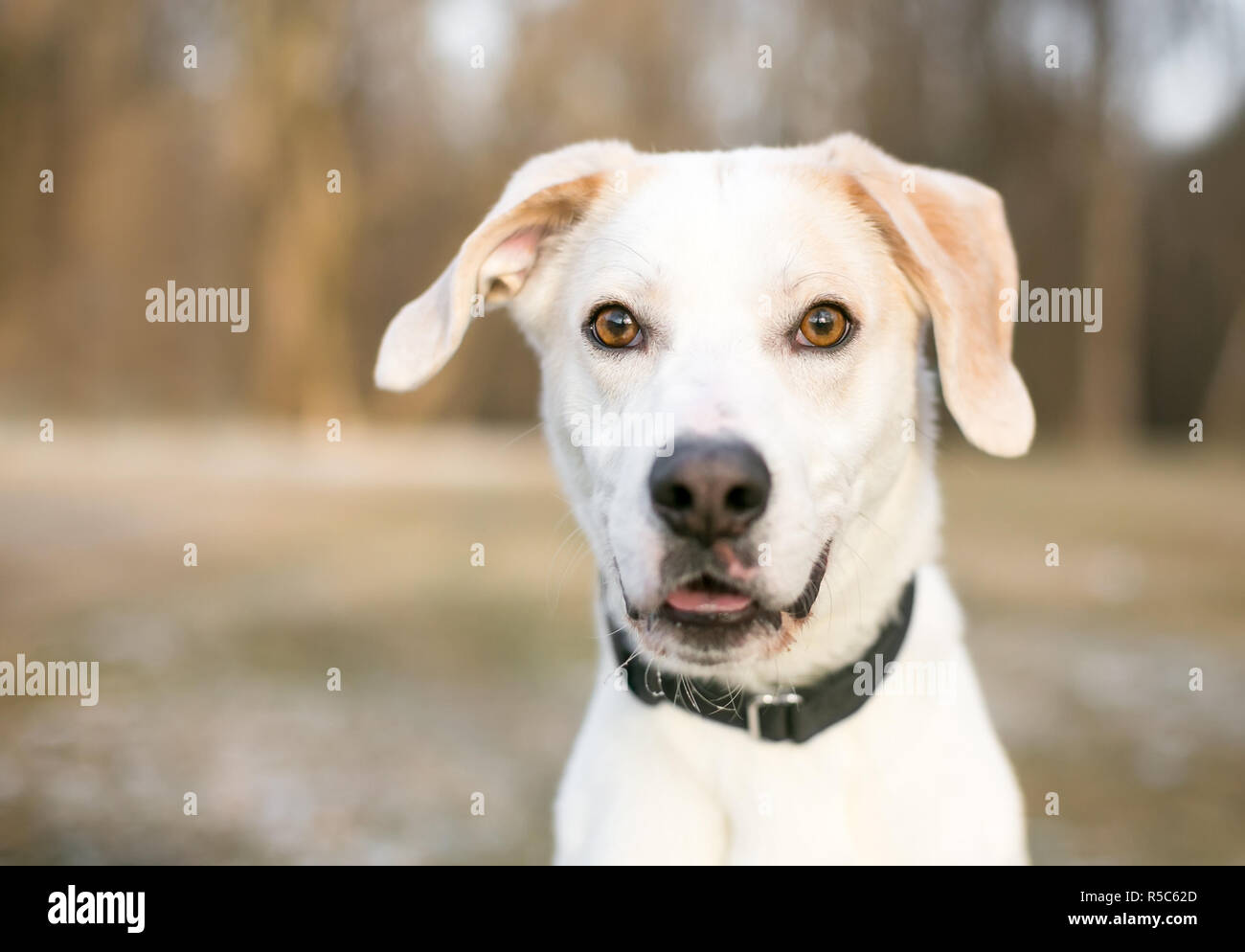 Un Labrador Retriever dog outdoors portant un collier noir Banque D'Images