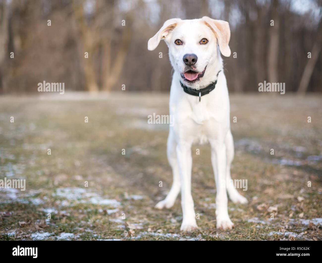 Un Labrador Retriever dog standing outdoors portant un collier noir Banque D'Images