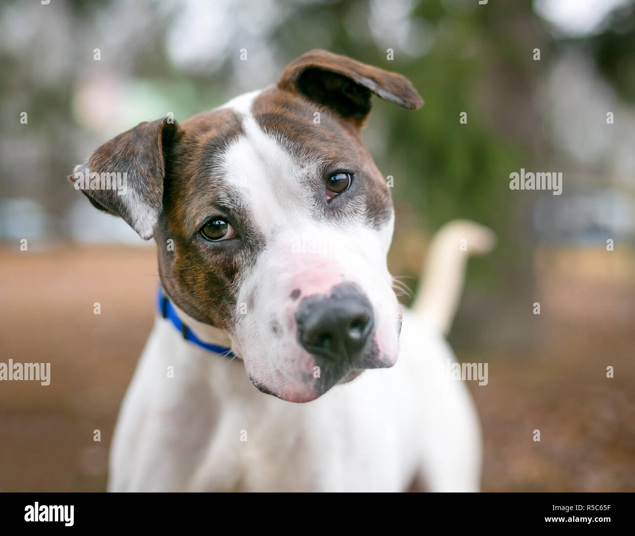 Un bringé et blanc pit-bull terrier dog écoute avec une inclinaison de tête Banque D'Images