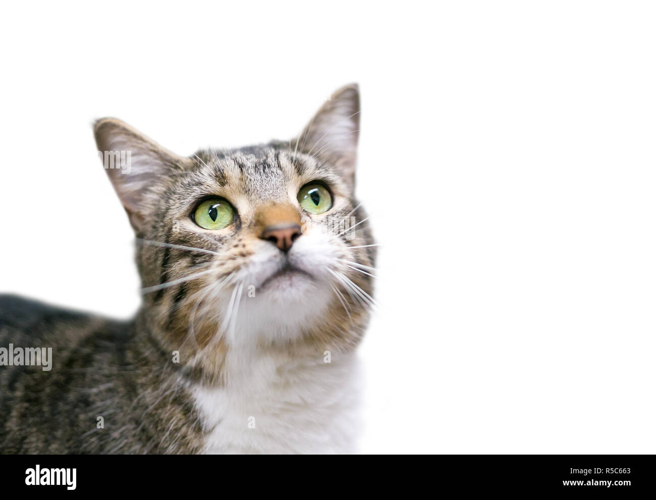 Un chat domestique à poil court avec des yeux verts et des marques tabby Banque D'Images