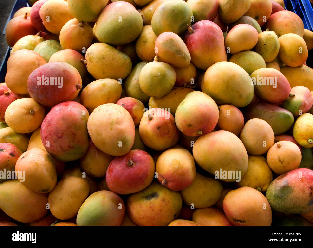 Costa Rica, Cartago, parcours de Mercado de Cartago, marché de fruits et légumes, mangues Banque D'Images