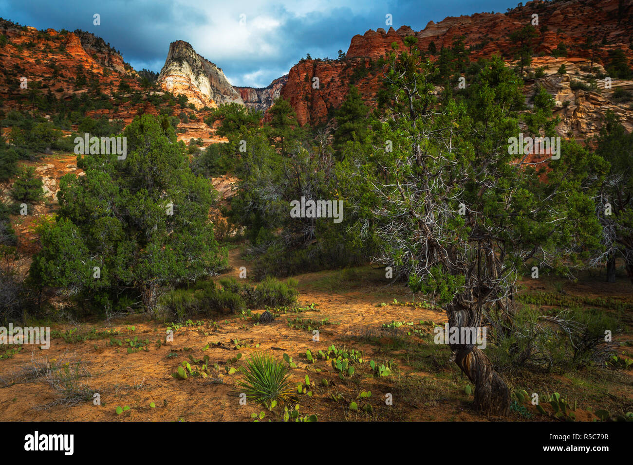 Formations Rck Zion National Park Utah USA Banque D'Images