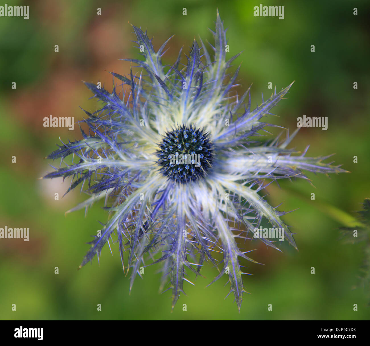 Holly Mer - Eryngium - fleurs dans le massif du Velebit en Croatie Banque D'Images