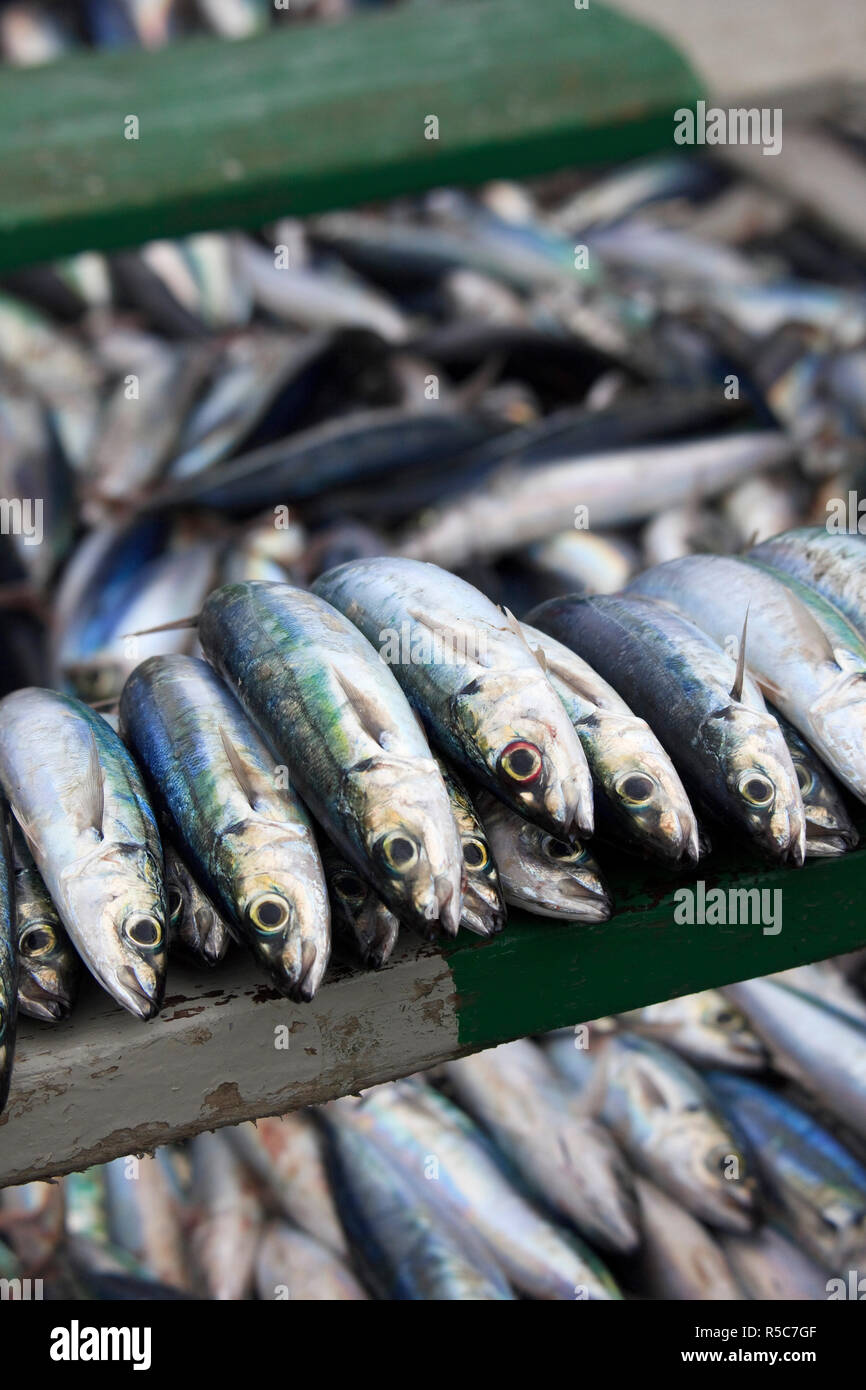 Cap Vert, Santo Antao, Ponta do Sol, le marché aux poissons par le port Banque D'Images