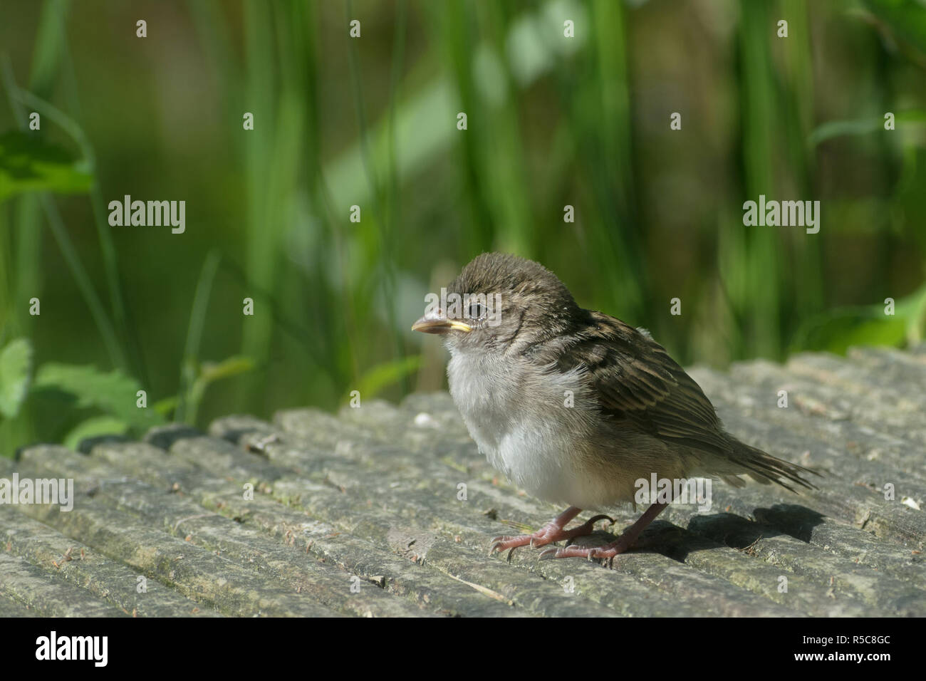Jeune moineau domestique (Passer domesticus) naissante, un mignon bébé oiseau sur une promenade sur un sentier en bois, floue fond vert avec copie espace, sélectionnez Banque D'Images