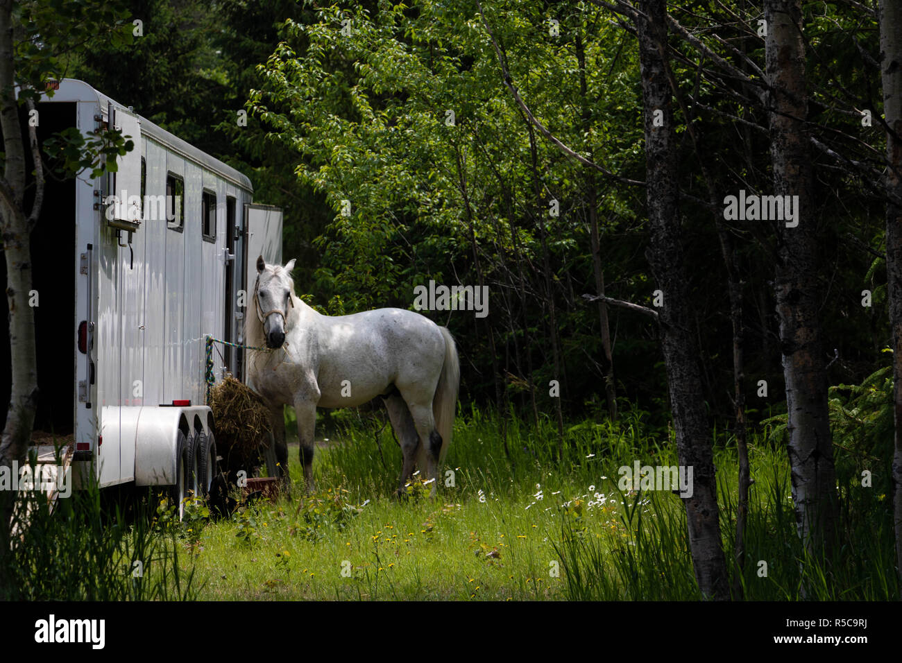 Un cheval attaché à un camion. Une photo prise à Baie St-Paul dans la région de Québec, Canada à l'été. Banque D'Images