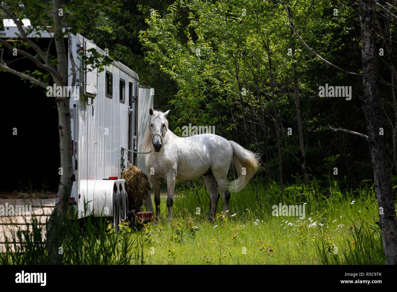 Un cheval attaché à un camion. Une photo prise à Baie St-Paul dans la région de Québec, Canada à l'été. Banque D'Images