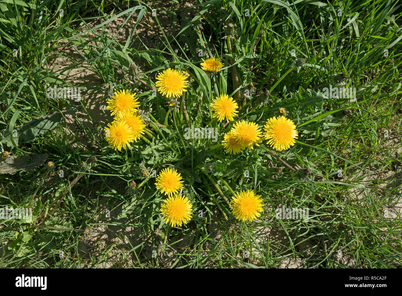 Lit de jardin négligé avec fleurs de pissenlit jaune et de mauvaises herbes, herbe haut Vue de dessus Banque D'Images