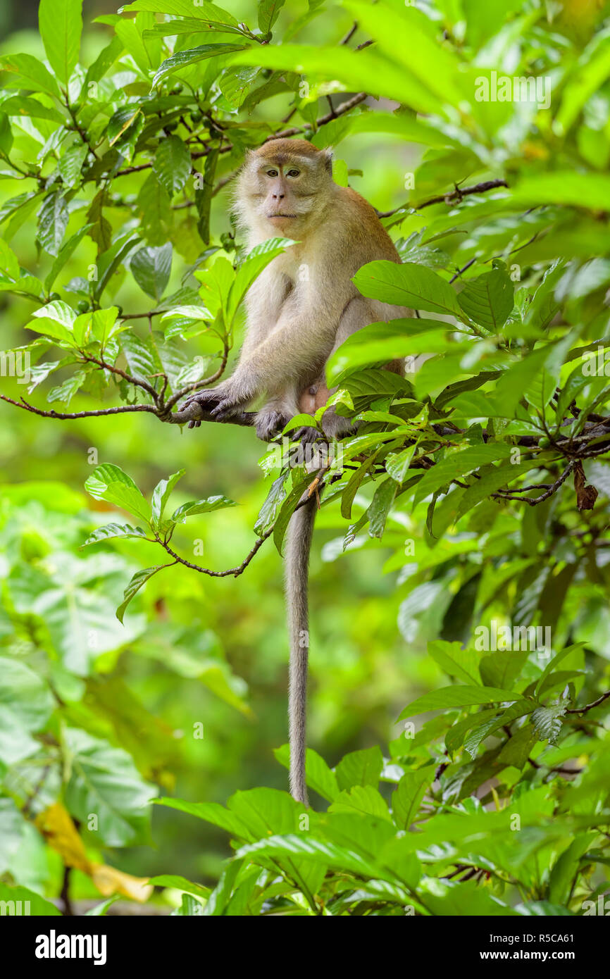 Macaque à longue queue - Macaca fascicularis, commune singe d'Asie du sud-est les forêts, les boisés et les jardins, Sumatra, Indonésie. Banque D'Images