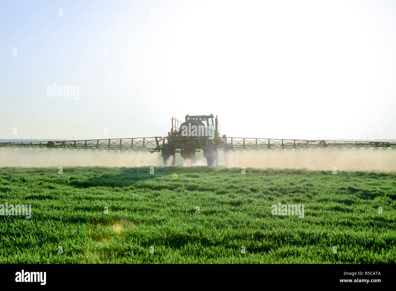 Le tracteur sur le fond coucher de soleil. Tracteur avec grandes roues est faire engrais sur les jeunes le blé. L'utilisation de produits chimiques pulvériser finement dispersées Banque D'Images