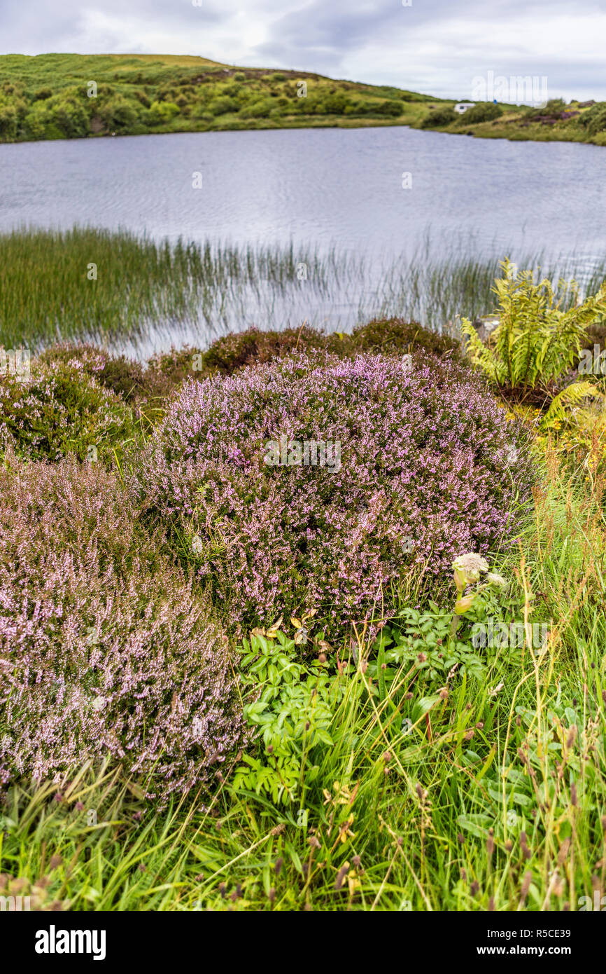 Heather blossom à Loch Mealt, île de Skye, Hébrides intérieures, Ecosse, Royaume-Uni Banque D'Images