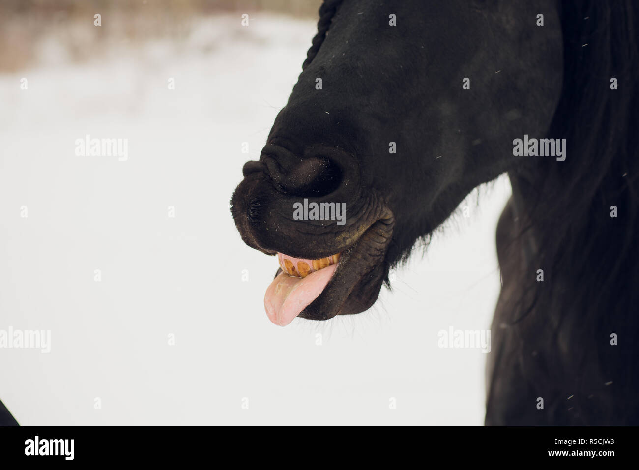 L'étalon frison montre la langue Banque D'Images